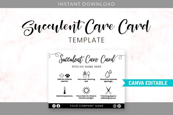 Succulent care guide - image 2