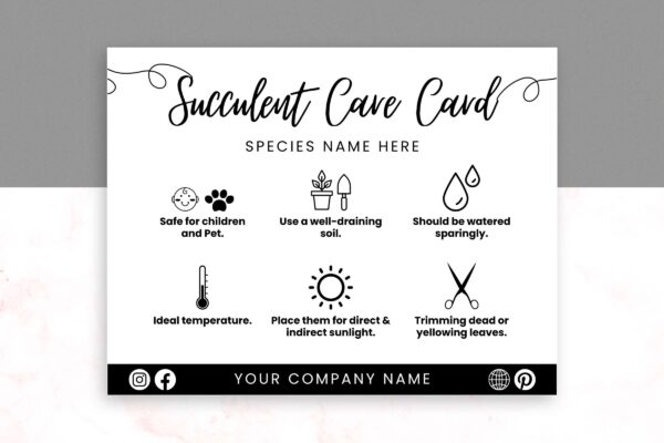 Succulent care guide - image 3