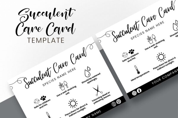 Succulent care guide - image 4